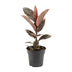 Ficus Elastica Belize – Gummibaum Ø17cm – H55cm – Luftreinigend Bild 1