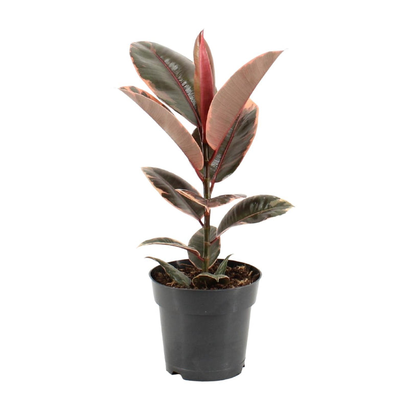Ficus Elastica Belize – Gummibaum Ø17cm – H55cm – Luftreinigend