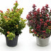 Leucothoe Curly Duo (Gelb & Rot) - 2 Pflanzen, Immergrün, Pflegeleicht Bild 2