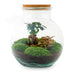 Flaschengarten - Teddy-Bonsai - ↕ 26,5 cm - Rechen + Schaufel Bild 2