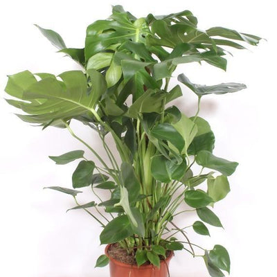 Monstera Deliciosa XXL (150cm) - Tropische Schönheit für Ihr Zuhause