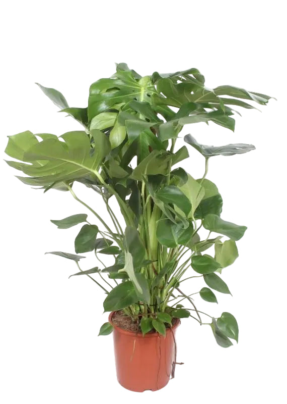 Monstera Deliciosa XXL (150cm) - Tropische Schönheit für Ihr Zuhause