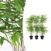 6x Fargesia Rufa Bambus im 13cm Topf, 25cm hoch Bild 1
