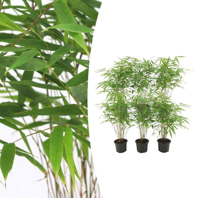 6x Fargesia Rufa Bambus im 13cm Topf, 25cm hoch