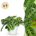 Green boutiQ Maranta Fascinator Kerchoveana Prayer Plant in Pot Bild 1