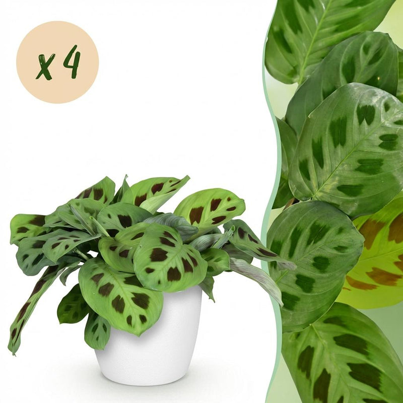 Green boutiQ Maranta Fascinator Kerchoveana Prayer Plant in Pot
