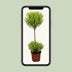 Cupressus Goldcrest Wilma Zypresse, Ø14cm, ↕60cm Bild 5