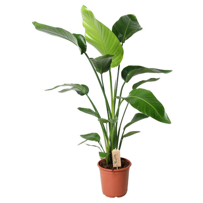 Strelitzia Nicolai - Weiße Paradiesvogelblume im Ø21 Topf, 100cm hoch