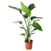 Strelitzia Nicolai - Weiße Paradiesvogelblume im Ø21 Topf, 100cm hoch Bild 1