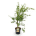 Japanischer Ahorn 'Methamorphosa' - 26cm Topf, 90cm hoch Bild 2