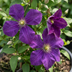 Clematis Etoile Viol - Waldrebe Étoile Violette - Lila - Kletterpflanze - Ø9cm - ↕35cm Bild 3