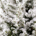 Picea glauca Conica - Zuckerhutfichte - Grün - Weiß - Weihnachtsbaum - inkl. Jutesack - Ø19cm - ↕65cm Bild 4