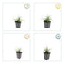 24x Luzula nivea (Schneegarben) - 10-25cm hoch, Ø9cm Topf Bild 4