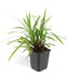 Carex morrowii 'Irish Green' Bodendecker, 10-25cm, Ø9cm Bild 2