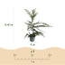 GreenboutiQ Leylandii Hedging Plants: 8 Plants for 1m of Hedge Bild 3