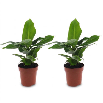 Green boutiQ - Musa Oriental Dwarf - Orientalische Zwergbanane - 2 Pflanzen - Topf 12cm - Höhe - 30cm