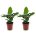 Green boutiQ - Musa Oriental Dwarf - Orientalische Zwergbanane - 2 Pflanzen - Topf 12cm - Höhe - 30cm Bild 2