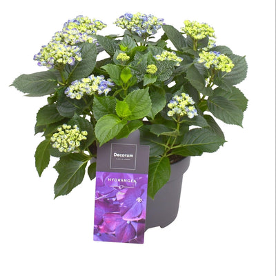Hydrangea Curly Wurly Blauw (9-15cm) 50cm Topf 23cm