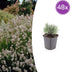 48x Lavandula int. 'Edelweiss' - ↕10-25cm - Ø9cm Bild 1