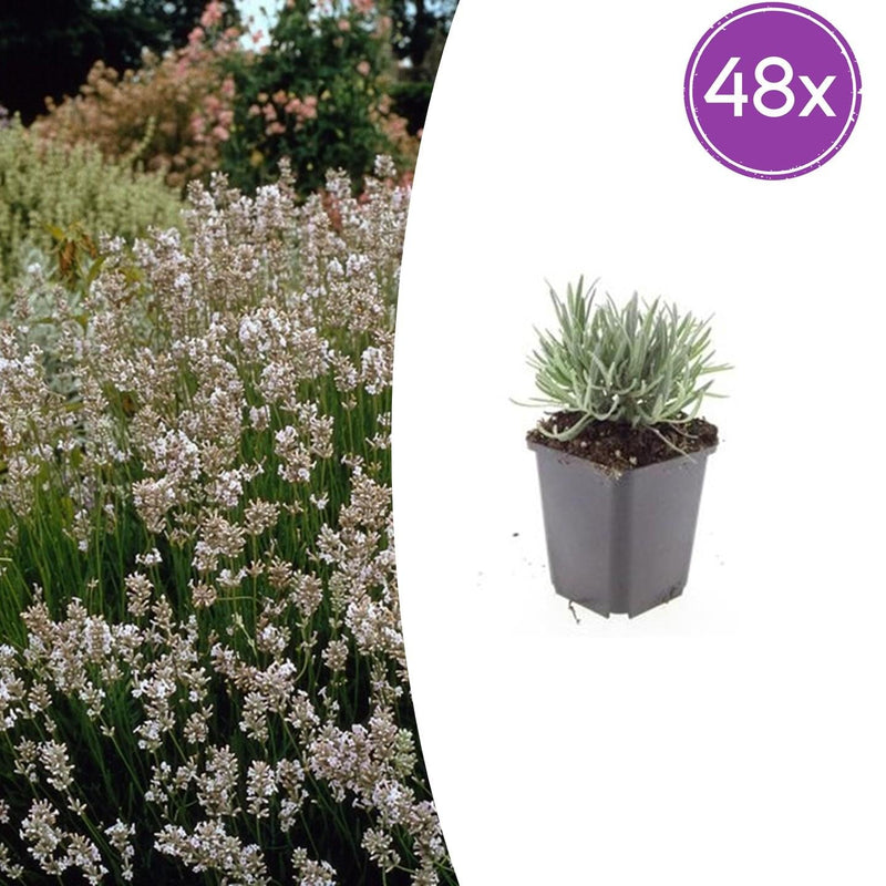 48x Lavandula int. 'Edelweiss' - ↕10-25cm - Ø9cm