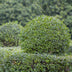 GreenboutiQ Ligustrum ovalifolium: Immergrüne Hecke (6 Stk.) Bild 5