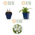Green boutiQ - Perennial - Campanula pers. Alba - Peachleaf Bellflower - Bee and Butterfly Attractors - White - 3 Plants - Pot 11cm - Height 15-25cm Bild 4