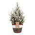 Picea glauca Conica - Zuckerhutfichte - Grün - Weiß - Weihnachtsbaum - inkl. Korb - Ø17cm - ↕65cm Bild 2