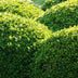 6x Common Boxwood - 10-25cm - Ø9cm Bild 6