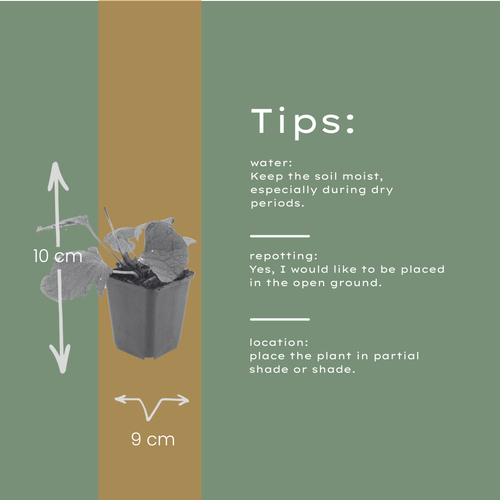 12x Brunnera macrophylla Herzblatt 'Kaukasisches Vergissmeinnicht'