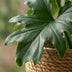 Philodendron Lickety Split, 70cm, mit Korb, pflegeleicht Bild 4