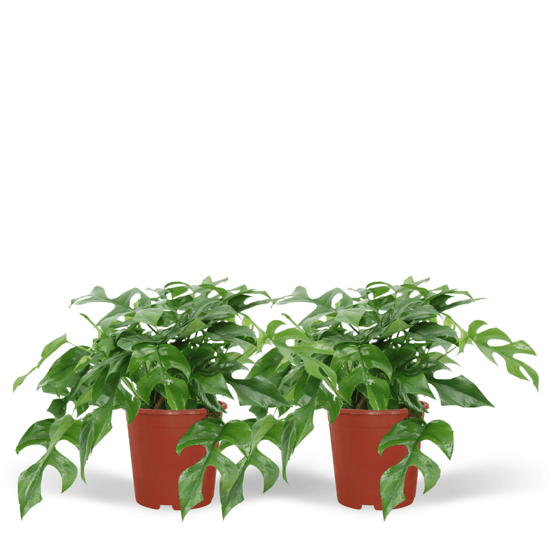 Monstera Minima: Tropische Eleganz für Ihr Zuhause - 2 Stk.