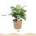 Dieffenbachia Compacta Topf 17cm - Zimmerpflanze mit Korb, pflegeleicht Bild 3