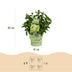 Green boutiQ Hortensie 'Groundbreaker Greeny' - Frosthart, Creme, 2er Set Bild 3