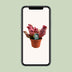 Sarracenia Maroon Schlauchpflanze Ø12cm, H23cm - Faszinierende Zimmerpflanze Bild 9