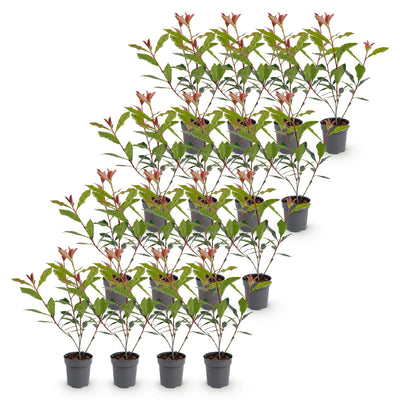 Green boutiQ - 16x Photinia fraseri Carre Rouge - Glanzmispel - Heckenpflanzen - Immergrün - Rot - Topf 9cm - Höhe 25-35cm