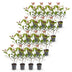 Green boutiQ - 16x Photinia fraseri Carre Rouge - Glanzmispel - Heckenpflanzen - Immergrün - Rot - Topf 9cm - Höhe 25-35cm Bild 2