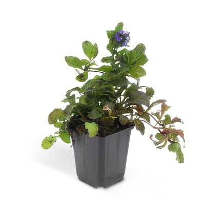 24x Bugleweed (Ajuga reptans) - Groundcover