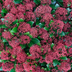 Set mit 3 Skimmia ‚Rubella‘ – Ø 10,5 cm – ↨ 20-25 cm Bild 7
