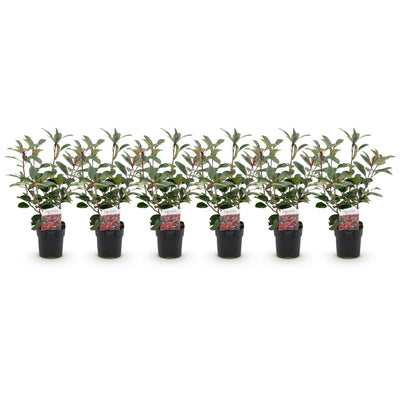 Photinia Red Robin Heckenpflanze - 6 Stück, Immergrün
