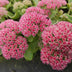 6x Sedum 'Autumn Joy' - 10-25cm - Ø9cm Bild 5