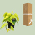 Philodendron Lime – Ø12cm Topf, ca. 20cm hoch Bild 4