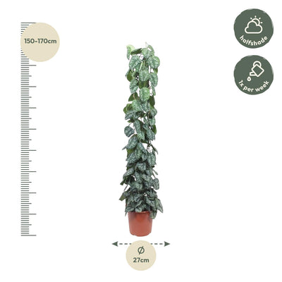 Scindapsus Pictus Trebie Rankgitter 160cm - Silberpunkte auf Herzblättern