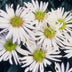 24x Aster ageratoides 'Ashvi' - 10-25cm hoch, 9cm Topf Bild 6