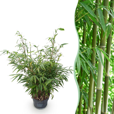 Green boutiQ Fargesia robusta Pingwu Bambus, nicht wuchernd, Topf 23cm, H 80cm