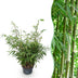 Green boutiQ Fargesia robusta Pingwu Bamboo, non-invasive, pot 23cm, H 80cm Bild 1