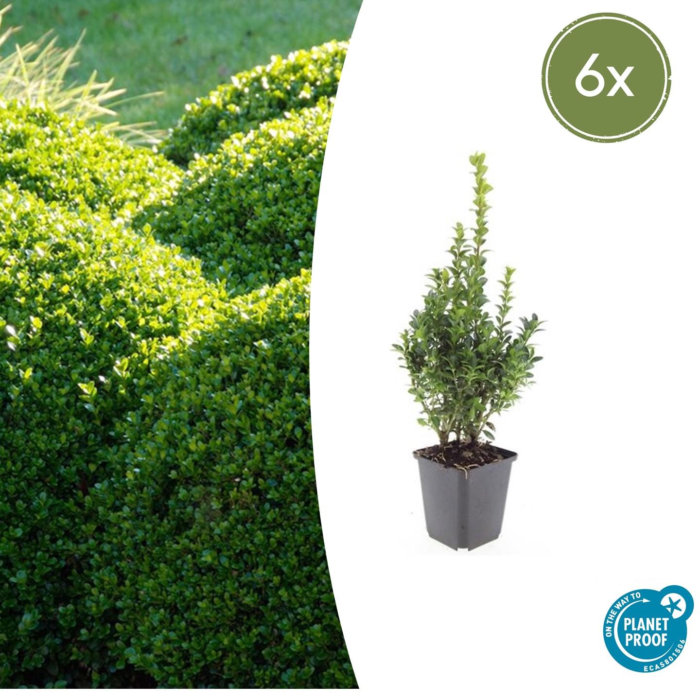6x Buxus Sempervirens - ↕10-25cm - Ø9cm