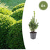 6x Common Boxwood - 10-25cm - Ø9cm Bild 1