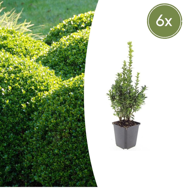 6x Common Boxwood - 10-25cm - Ø9cm