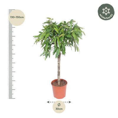 Ficus Amstel King, geflochtener Stamm, 130 cm Höhe, Topfdurchmesser 30 cm