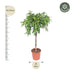 Ficus Amstel King, geflochtener Stamm, 130 cm Höhe, Topfdurchmesser 30 cm Bild 2